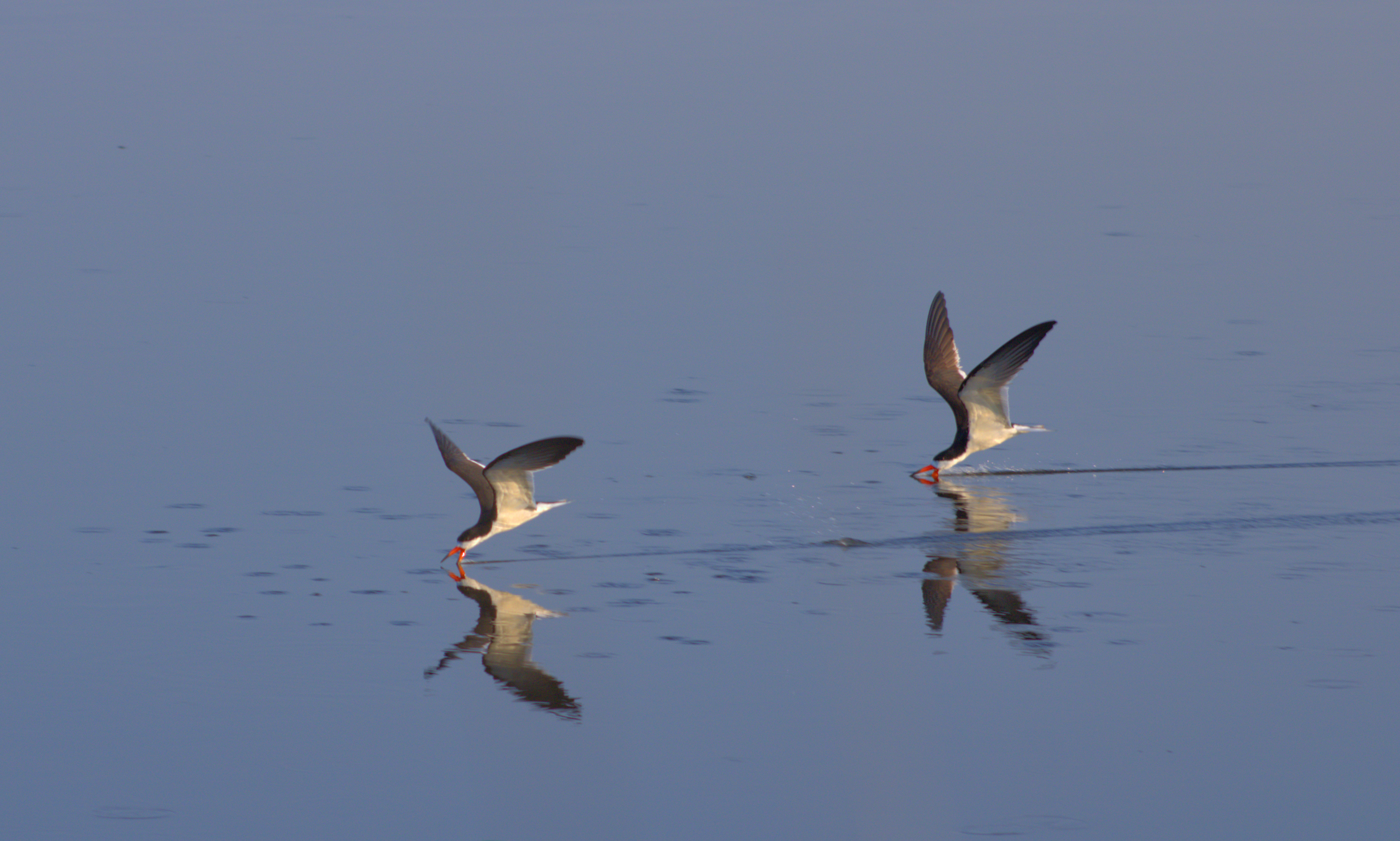 3rd PrizeOpen Nature In Class 1 By Brendan Noonan For Parallel Lines OCT-2025.jpg